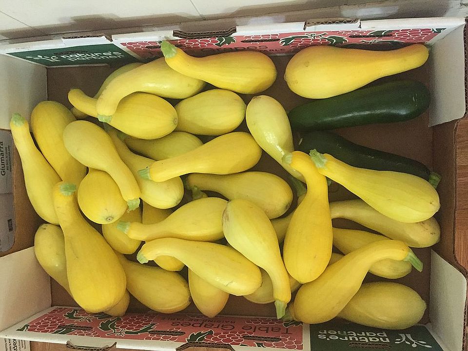 6002 Goat Hill Rd, Samson, AL 36477 Zillow