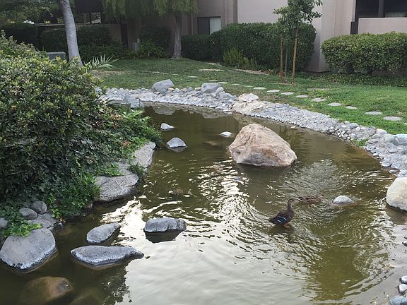 Duck pond