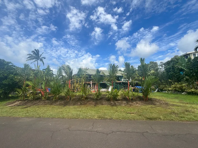 Beginning of rehab, Lipstick palms trees