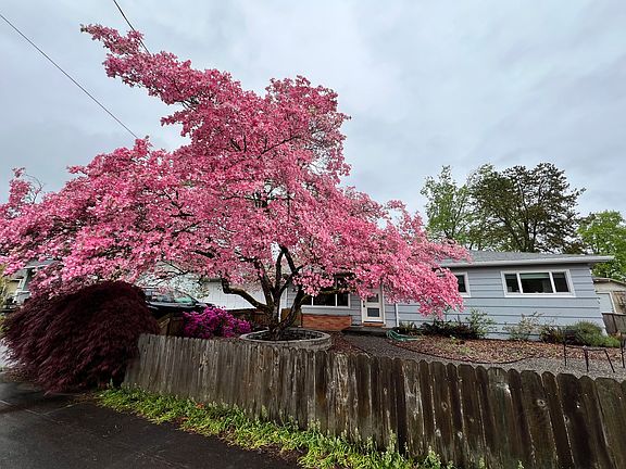 Beautiful dogwood in front yard yields abundant springtime color!