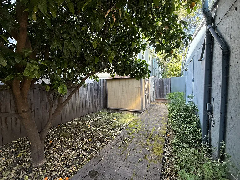 Mature orange tree, pathway to large storage shed