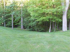 Nice back yard