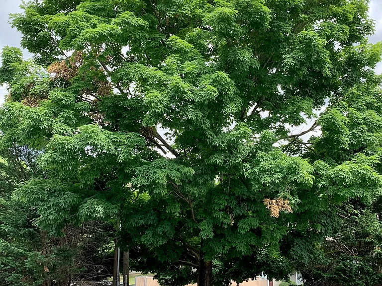 Large tree outside front door.