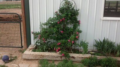 Rose bush