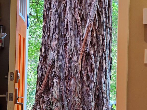 Large mature redwood directly outside cottage front door