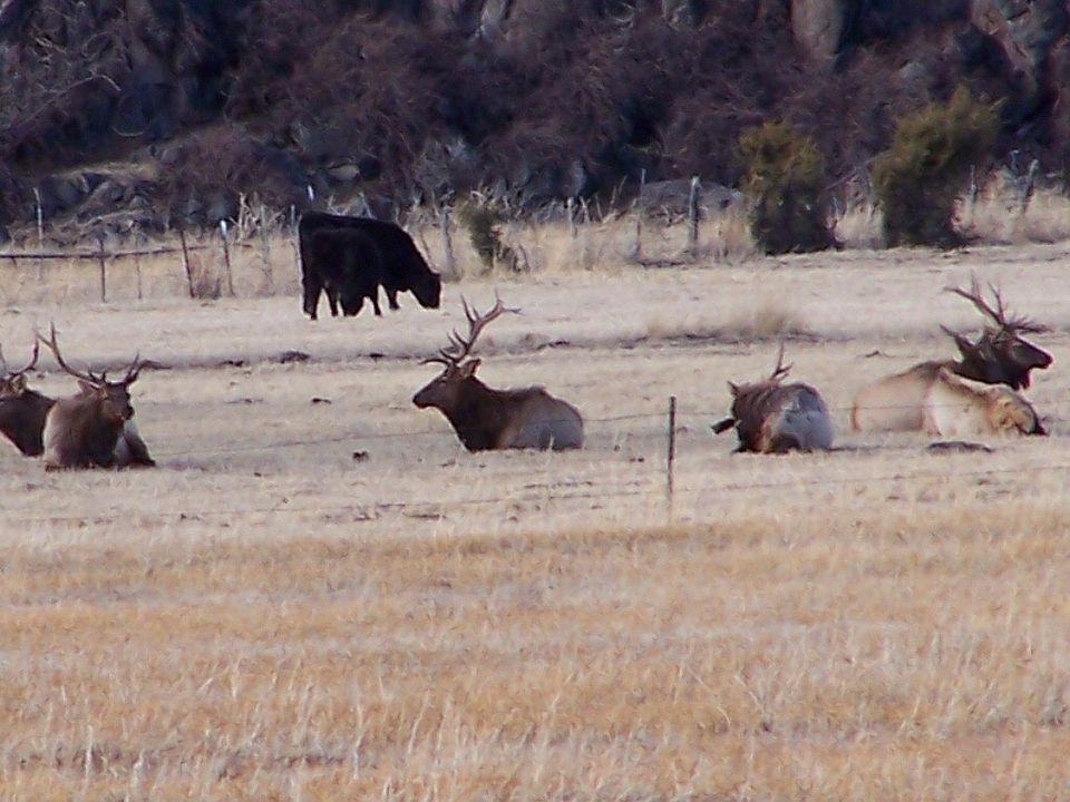 Elk frequent property nearby