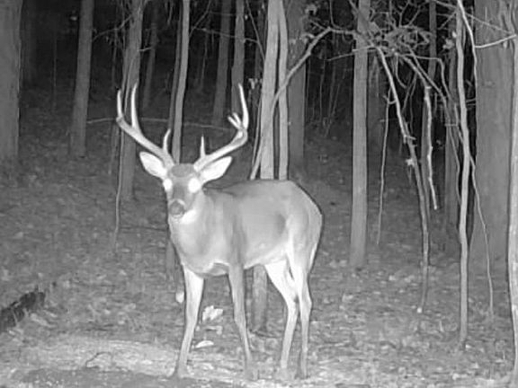 4th image of 635 Tobacco Ridge Rd