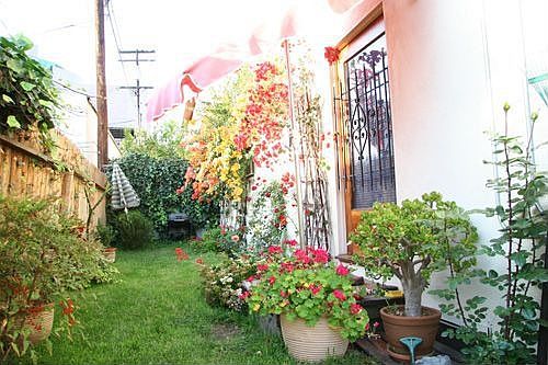 back yard
