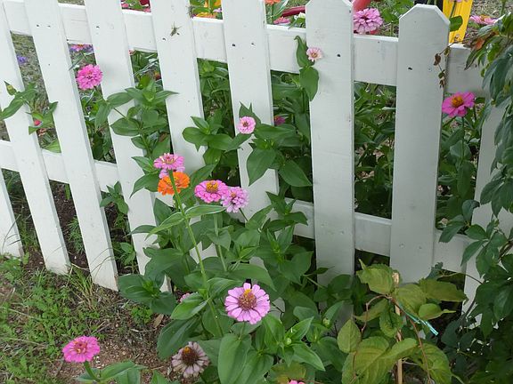 Flowers everywhere