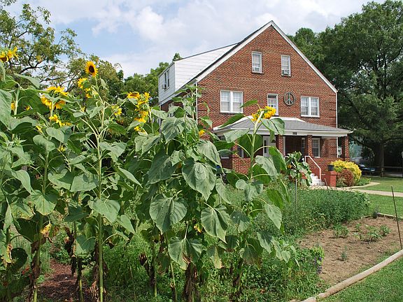 The Brick House Sunflowers