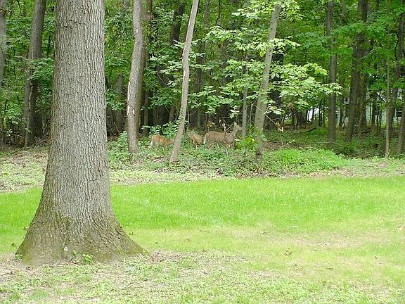Rear Yard
