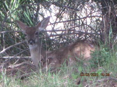 287 Bambi Dr, Whitethorn, CA, 95589