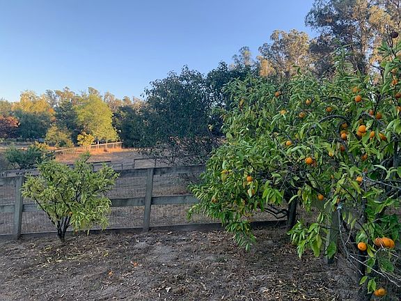 Orchard trees: lemon, meyer lemon, lime, kumquat, several orange varieties, peach, pears, plums, etc.