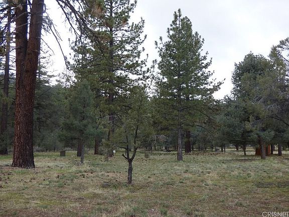 5th image of 10878 Forest Edge Ln