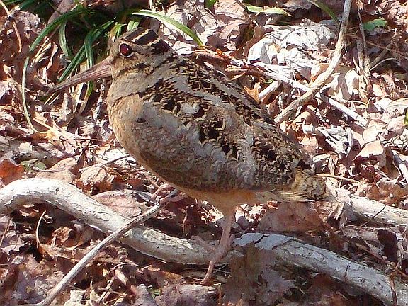 Woodcock amidst fall leaves