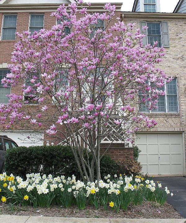 1st image of 316 Winding Rose Dr