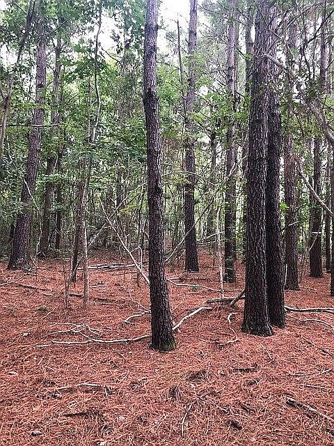 2nd image of 1735 James Prioleau Rd