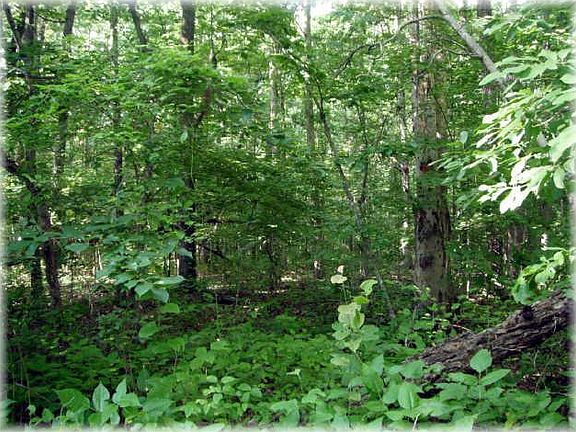 3rd image of 0 Wildlife Trl #298