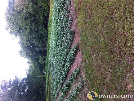 just a piece of the backyard