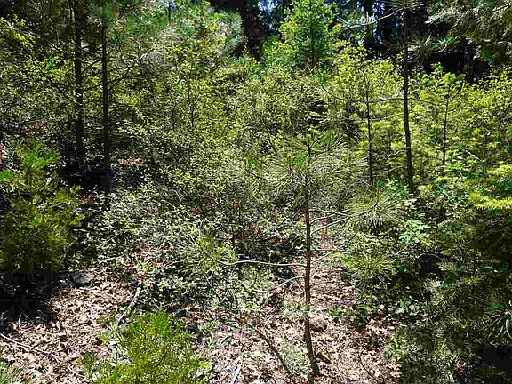 5th image of 2668 Summit Trl