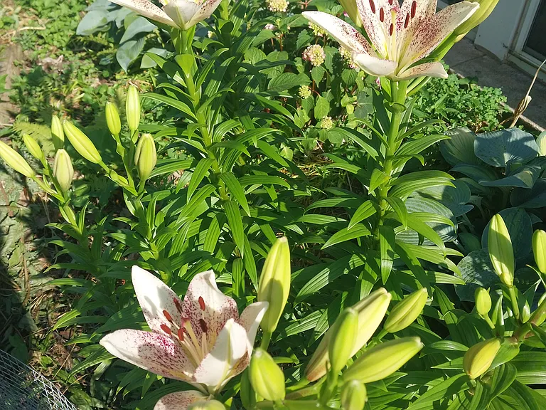 Garden Lilies