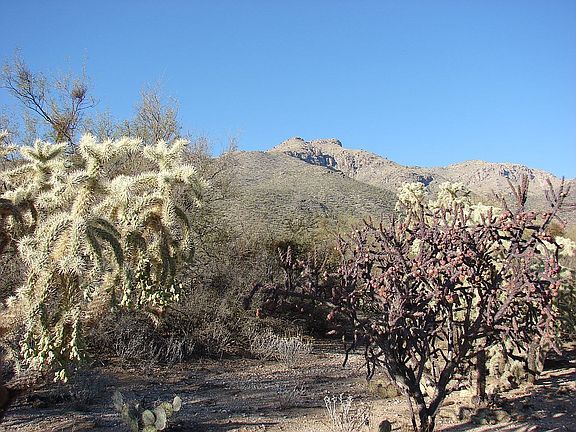 3rd image of 4991 N Placita Borboa