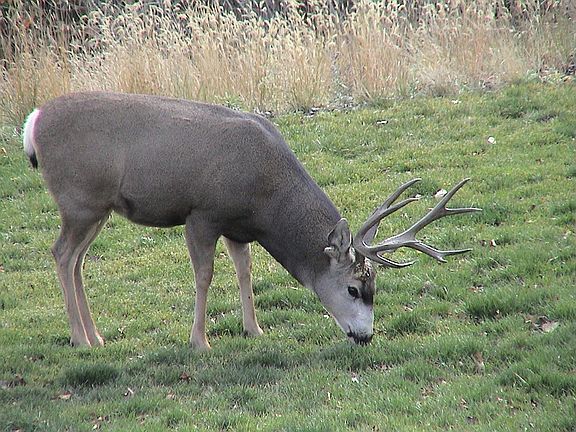 Buck in back