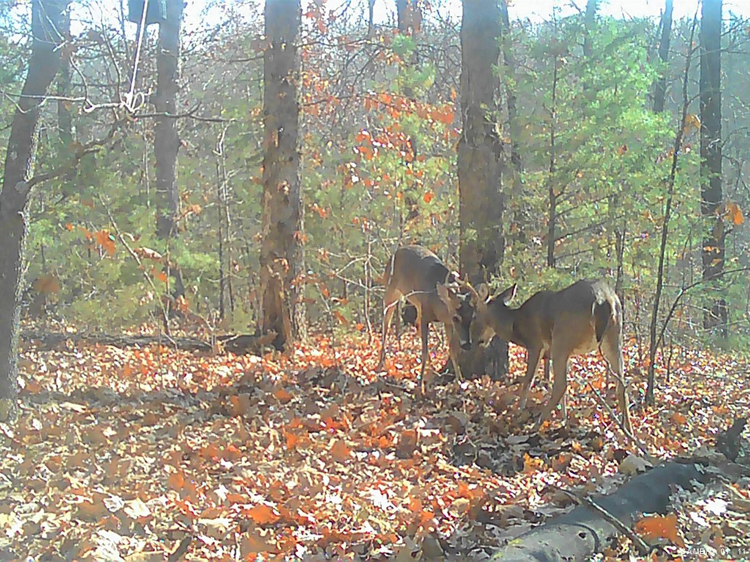 1270 Lighthouse Ln, Yellville, AR 72687 Zillow