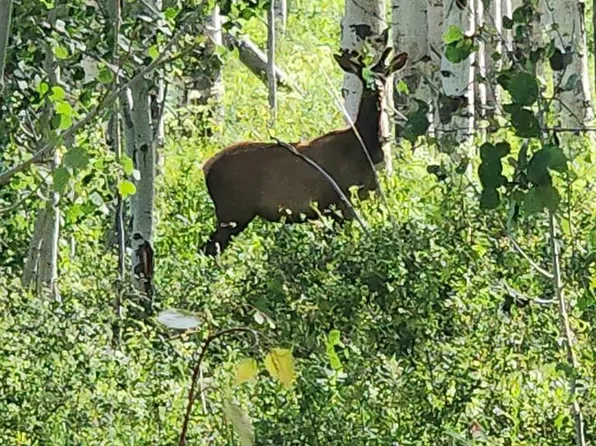 Parcel 1 & 2 ZS Road, Whitewater, CO 81527