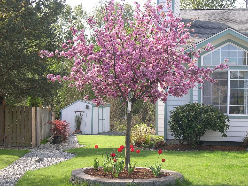 front yard