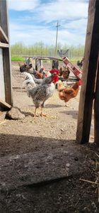 4713 Kilkare Ln, Chico, CA, 95973