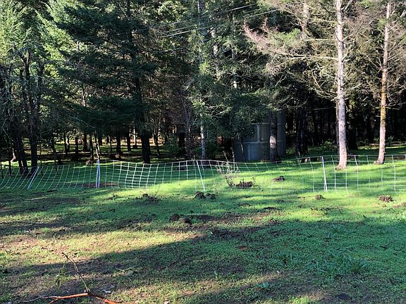 Goat Sheep and Ram on property. They mow the weeds !