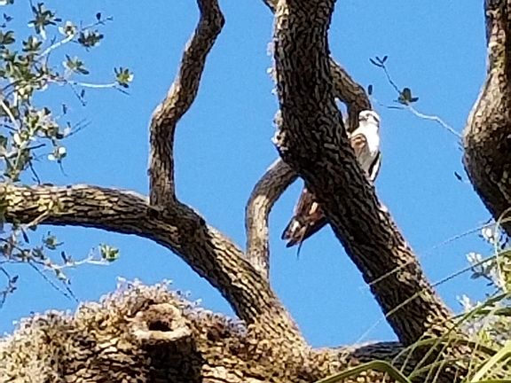 An osprey - right here!