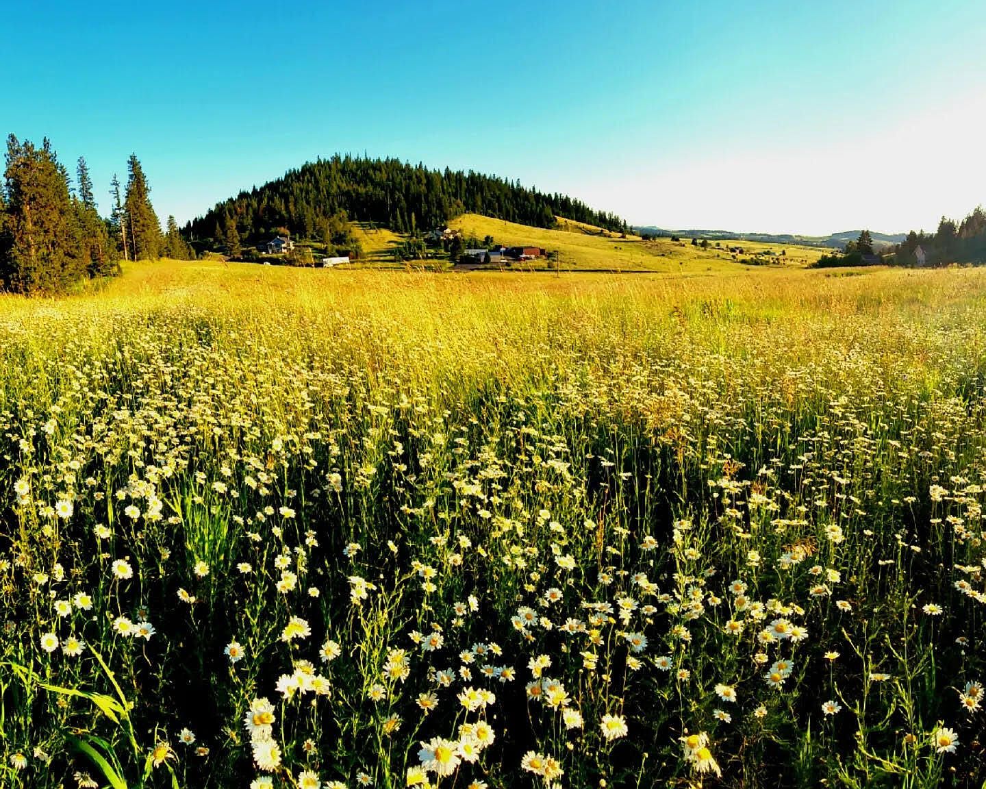 W Elder Rd, Worley, ID 83876 MLS 237364 Zillow