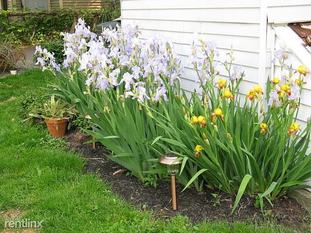 a few of the plantings in backyard