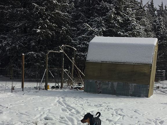Greenhouse in winter