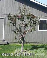 Apple Tree 2