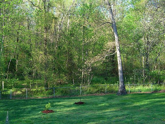 Backyard and woods