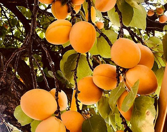 Apricots
