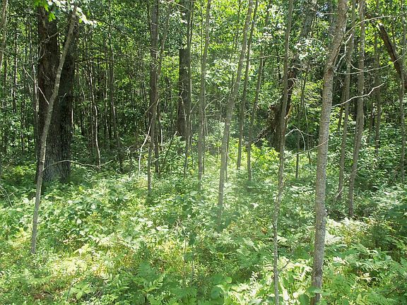 3rd image of LOT 5 Brch Tree Trl