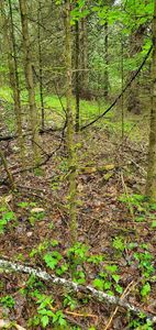 160 Bear Ridge Road #2, West Burke, VT, 05871