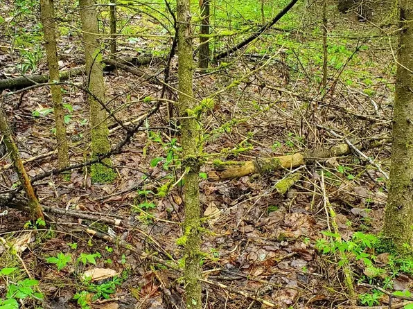 160 Bear Ridge Road #2, Burke, VT 05871