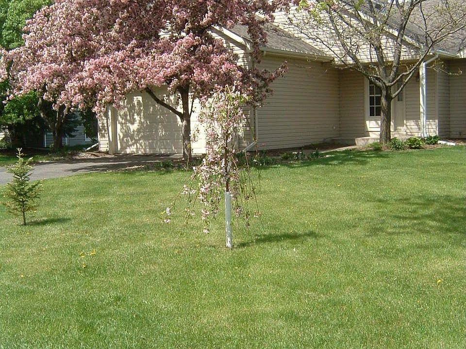 Crabapples in bloom