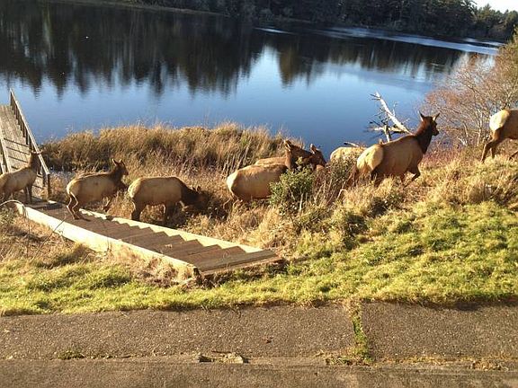 Roosevelt Elk