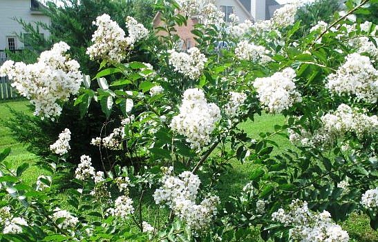 Close-up of Crepe Myrtles