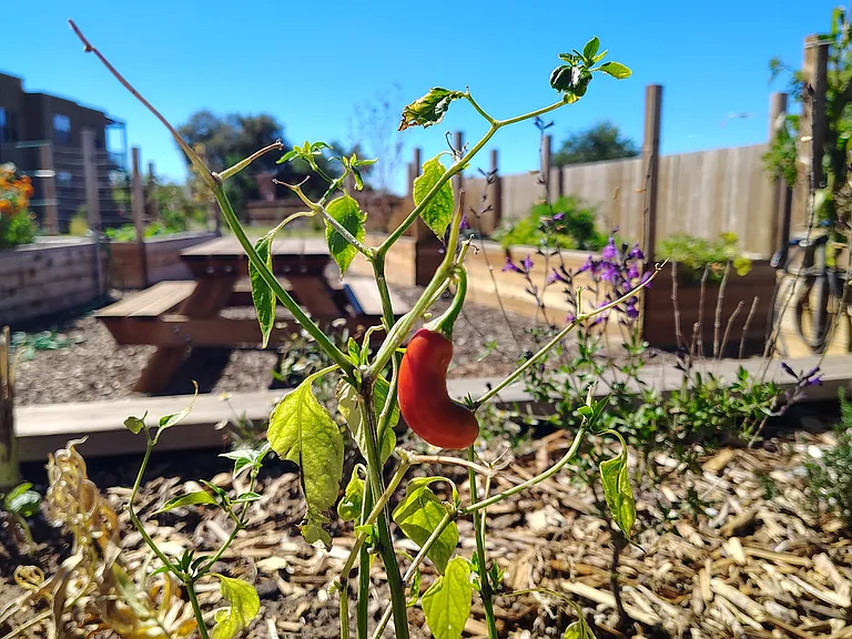 New Mexico chiles being born at Acequia Lofts.
