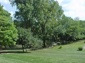 back yard
