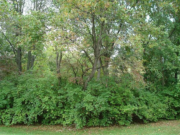 Backyard woods view.