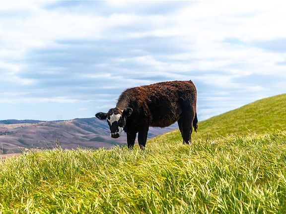 3rd image of 8050 Bitterwater Rd