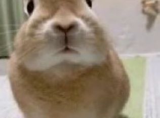 10302 Rabbit Oak Dr, Houston, TX 77065